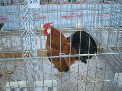 IMG_3263.JPG (134.95 KiB) Osservato 594 volte IMG_3263.JPG