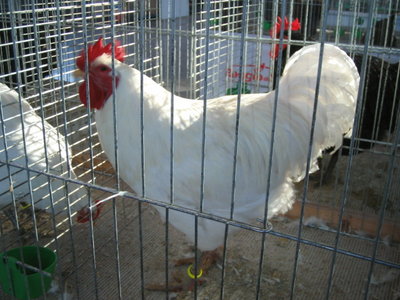 IMG_3246.JPG (126.73 KiB) Osservato 594 volte IMG_3246.JPG