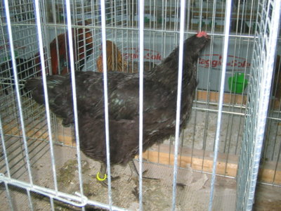 IMG_3241.JPG (135.85 KiB) Osservato 594 volte IMG_3241.JPG