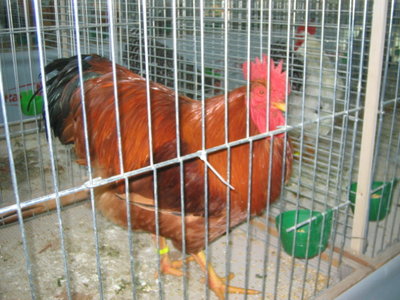 IMG_3223.JPG (133.15 KiB) Osservato 587 volte IMG_3223.JPG