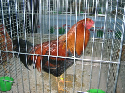 IMG_3244.JPG (149.95 KiB) Osservato 587 volte IMG_3244.JPG