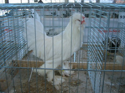 IMG_3267.JPG (125.32 KiB) Osservato 585 volte IMG_3267.JPG