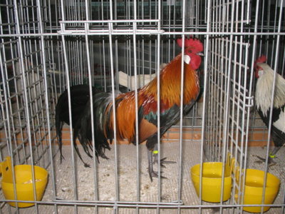 IMG_3323.JPG (144.1 KiB) Osservato 584 volte IMG_3323.JPG