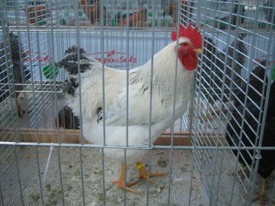 IMG_3221.JPG (132.09 KiB) Osservato 582 volte IMG_3221.JPG