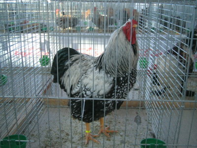 IMG_3218.JPG (146.92 KiB) Osservato 580 volte IMG_3218.JPG