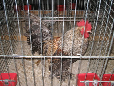 IMG_3345.JPG (153.66 KiB) Osservato 578 volte IMG_3345.JPG