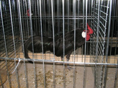 IMG_3346.JPG (142.05 KiB) Osservato 577 volte IMG_3346.JPG