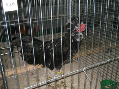 IMG_3339.JPG (129.68 KiB) Osservato 576 volte IMG_3339.JPG