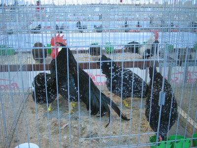 IMG_3259.JPG (146.59 KiB) Osservato 575 volte IMG_3259.JPG