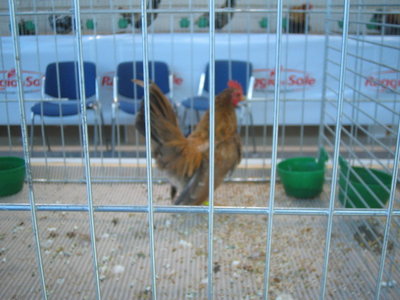 IMG_3247.JPG (104.01 KiB) Osservato 600 volte IMG_3247.JPG