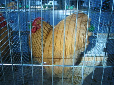 IMG_3231.JPG (136.56 KiB) Osservato 599 volte IMG_3231.JPG