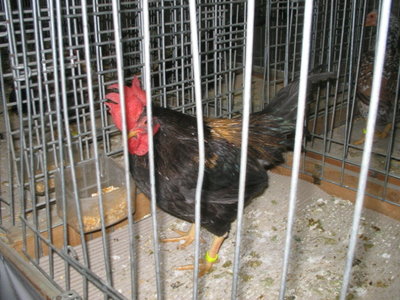 IMG_3328.JPG (143.63 KiB) Osservato 598 volte IMG_3328.JPG