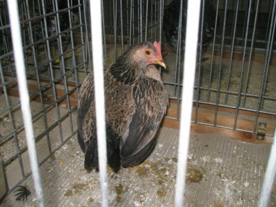 IMG_3330.JPG (122.44 KiB) Osservato 598 volte IMG_3330.JPG