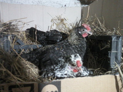 Fotografie-0029.jpg (124.07 KiB) Osservato 706 volte Fotografie-0029.jpg