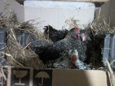 Fotografie-0030.jpg (125.56 KiB) Osservato 704 volte Fotografie-0030.jpg