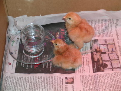 dscn6016h.jpg (59.59 KiB) Osservato 1181 volte dscn6016h.jpg