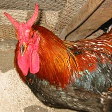 cornuta di caltanissetta.jpg cornuta di caltanissetta.jpg