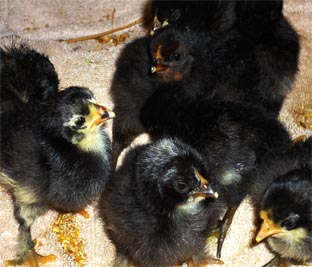 piccoli.jpg piccoli.jpg