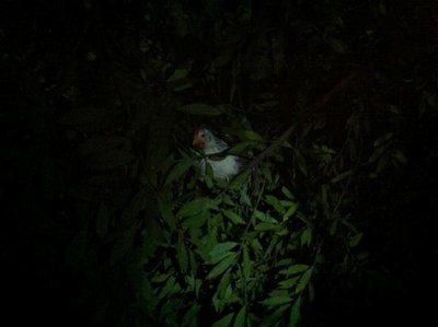 397828_2708517285593_1636662847_2399186_2135427042_n.jpg (36.07 KiB) Osservato 677 volte 397828_2708517285593_1636662847_2399186_2135427042_n.jpg