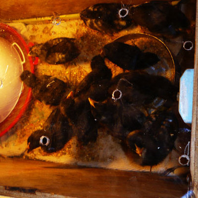 pulcini2.jpg (73.28 KiB) Osservato 1119 volte pulcini2.jpg