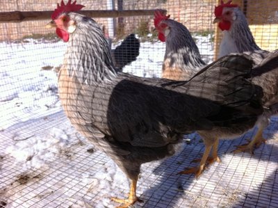 IMG_2539.JPG (366.56 KiB) Osservato 802 volte IMG_2539.JPG