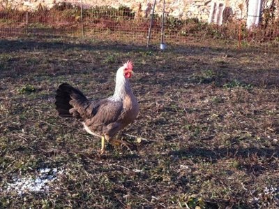 IMG_2371.JPG (369.65 KiB) Osservato 802 volte IMG_2371.JPG