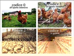 Foto Allevamenti / images (1).jpg images (1).jpg