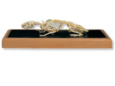 scheletro.jpg (34.98 KiB) Osservato 1053 volte scheletro.jpg