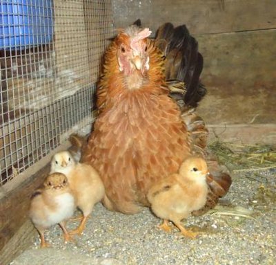 Chioccia.JPG (35.32 KiB) Osservato 694 volte Chioccia.JPG