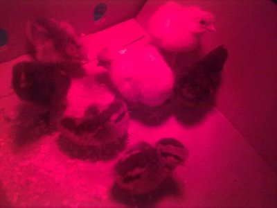 sotto la lampada all'infrarosso / 07032012009.jpg 07032012009.jpg