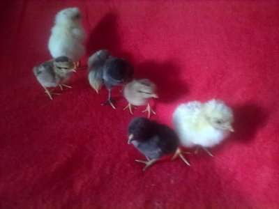 07032012015.jpg (62.5 KiB) Osservato 376 volte 07032012015.jpg