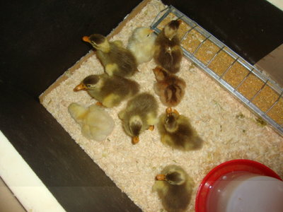 alcuni nati / DSC02174.JPG DSC02174.JPG