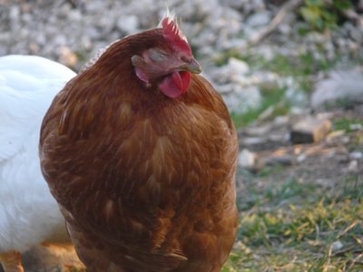 P1210235res.JPG (163.65 KiB) Osservato 822 volte P1210235res.JPG