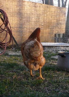 P1210236res.JPG (193.09 KiB) Osservato 822 volte P1210236res.JPG