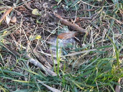 P1210238res.JPG (328.62 KiB) Osservato 822 volte P1210238res.JPG