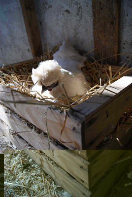 Cocò / Cocò 1.jpg Cocò 1.jpg