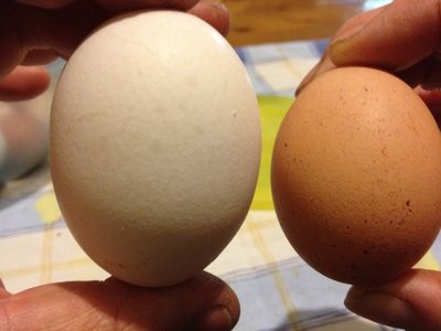 Uovo Bianco Livornese , quello marrone normale isa / IMG_0456.JPG IMG_0456.JPG
