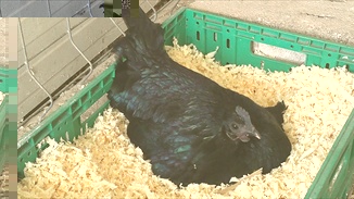 sumatra1.jpg sumatra1.jpg