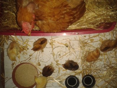 2012-04-04 09.23.26.jpg (357.54 KiB) Osservato 1652 volte 2012-04-04 09.23.26.jpg