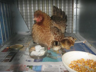 img_2056picc.jpg (136.21 KiB) Osservato 1580 volte img_2056picc.jpg