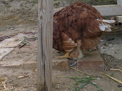 10042012128.jpg (261 KiB) Osservato 1483 volte 10042012128.jpg