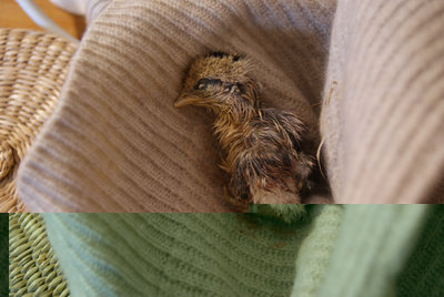 DSC08640.JPG (349.9 KiB) Osservato 1601 volte DSC08640.JPG