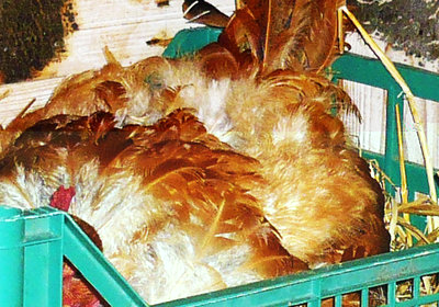 gallina collo nudo in cova.jpg