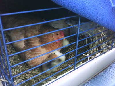 DSC00559.JPG (68.61 KiB) Osservato 1482 volte DSC00559.JPG