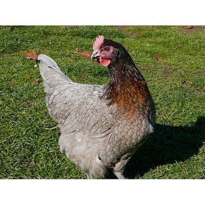 bluebell-chicken-500x500.jpg