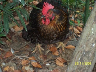 100_5434.JPG (145.15 KiB) Osservato 3946 volte 100_5434.JPG