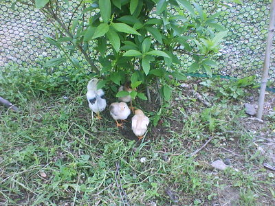 DSC00614.JPG (127.96 KiB) Osservato 1634 volte DSC00614.JPG