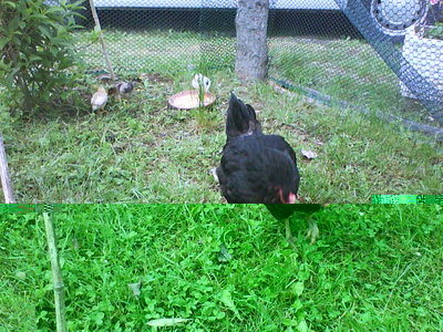 QUESTO è UN RECINTO FUORI PROVVISORIO / DSC00616.JPG DSC00616.JPG