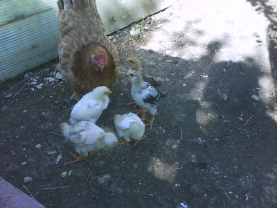 DSC00622.JPG (65.19 KiB) Osservato 1680 volte DSC00622.JPG