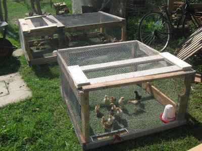 img_2143picc.jpg (264.07 KiB) Osservato 1621 volte img_2143picc.jpg